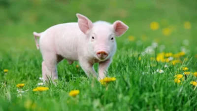 Small pink baby piglet standing happily in a green grass meadow with yellow wildflowers.