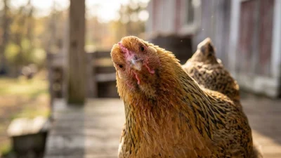 Curious speckled chicken tilting its head on a rustic wooden farm porch in warm sunlight